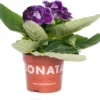 Gloxinia (Sinningia 'Sonata Violet') D 12 H 25 Cm -Tuinplanten Winkel 8717263126119