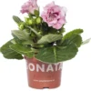 Gloxinia (Sinningia 'Sonate Pink') D 12 H 25 Cm -Tuinplanten Winkel 8717263126126