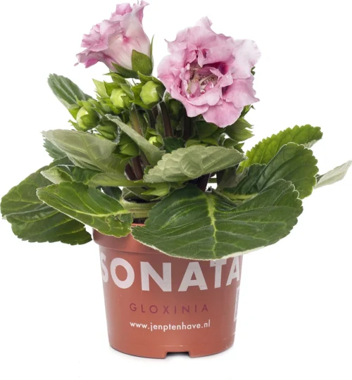 Gloxinia (Sinningia 'Sonate Pink') D 12 H 25 Cm