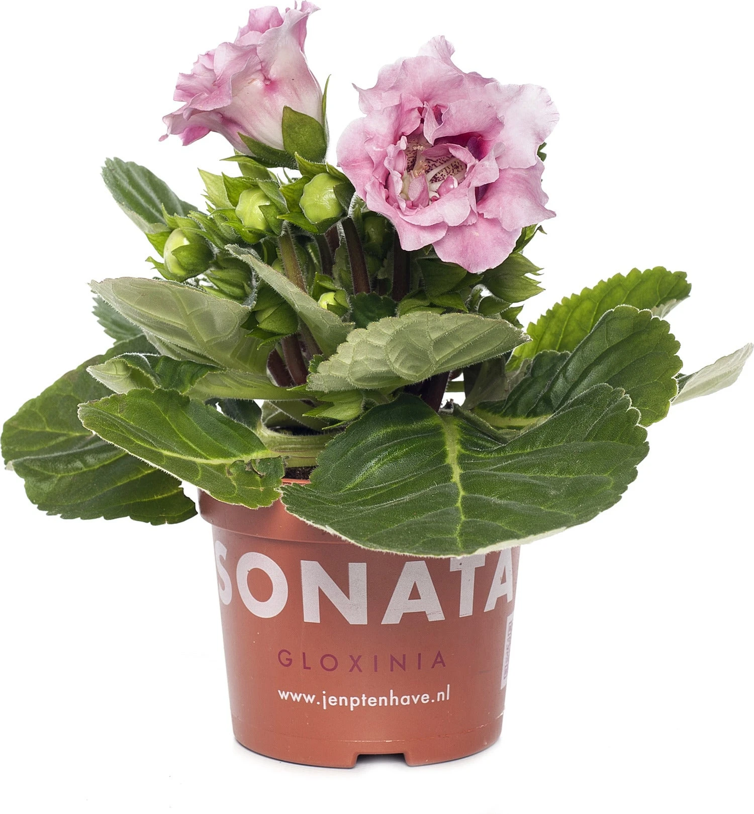 Gloxinia (Sinningia 'Sonate Pink') D 12 H 25 Cm 3 Gloxinia (Sinningia 'Sonate Pink') D 12 H 25 Cm