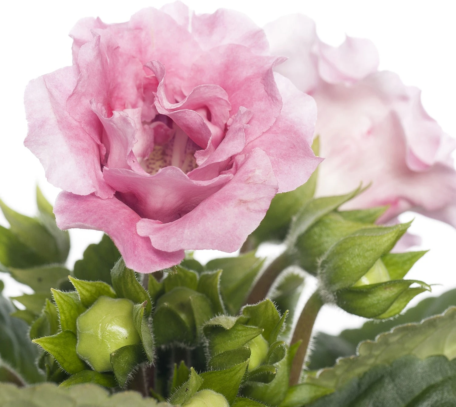 Gloxinia (Sinningia 'Sonate Pink') D 12 H 25 Cm 4 Gloxinia (Sinningia 'Sonate Pink') D 12 H 25 Cm - Afbeelding 2