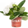 Gloxinia (Sinningia 'Sonata White') D 12 H 25 Cm -Tuinplanten Winkel 8717263126447 1