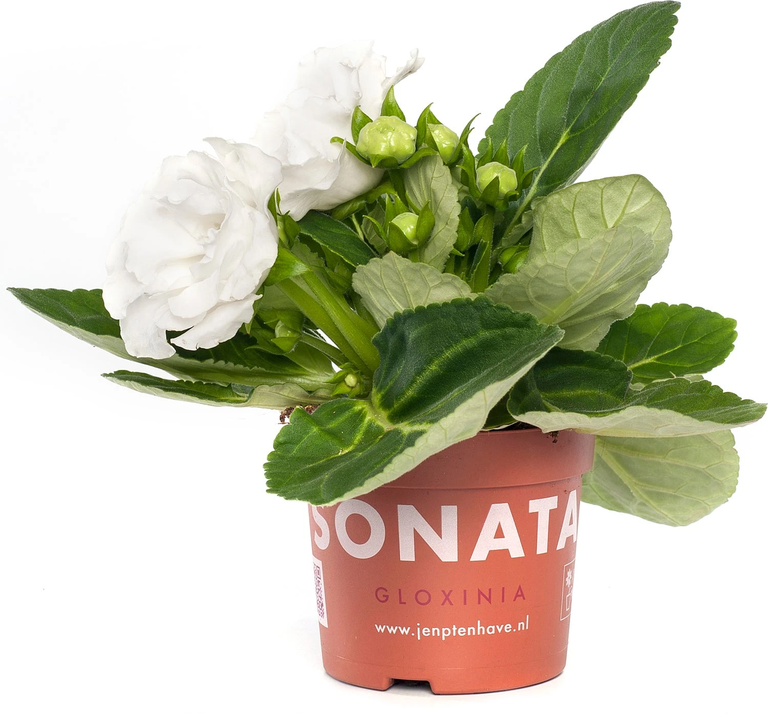 Gloxinia (Sinningia 'Sonata White') D 12 H 25 Cm 3 Gloxinia (Sinningia 'Sonata White') D 12 H 25 Cm