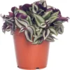 Vaderplant (Tradescantia Zebrina) D 12 H 20 Cm 2 Vaderplant (Tradescantia Zebrina) D 12 H 20 Cm -Tuinplanten Winkel 8717263126898 3 1