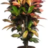 Croton (Codiaeum Variegatum 'Mrs Iceton') D 27 H 110 Cm