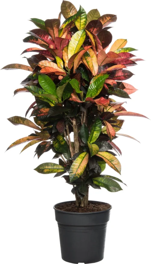 Croton (Codiaeum Variegatum 'Mrs Iceton') D 27 H 110 Cm