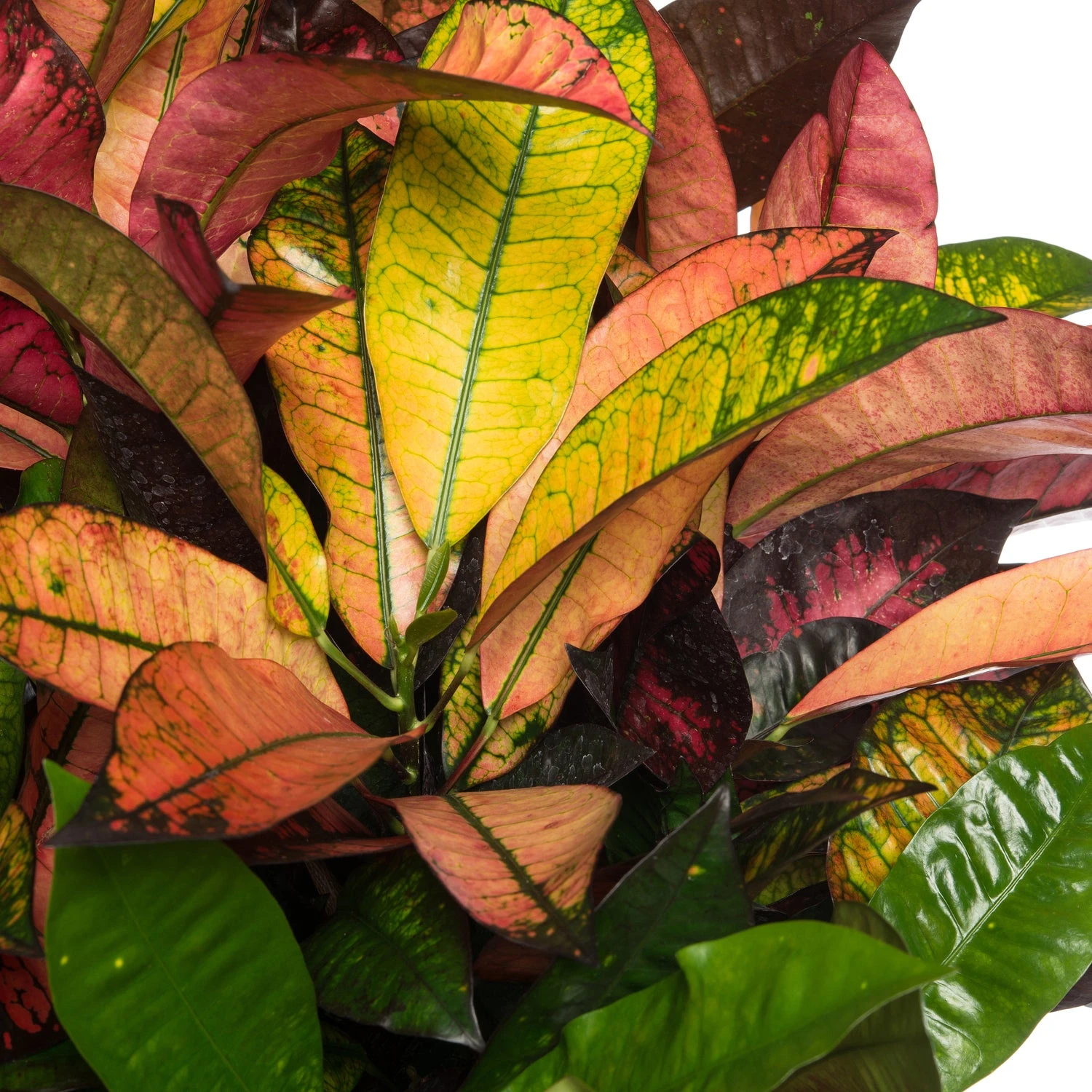 Croton (Codiaeum Variegatum 'Mrs Iceton') D 27 H 110 Cm 4 Croton (Codiaeum Variegatum 'Mrs Iceton') D 27 H 110 Cm - Afbeelding 2