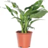 Aglaonema (Aglaonema 'Maria') D 14 H 35 Cm 2 Aglaonema (Aglaonema 'Maria') D 14 H 35 Cm -Tuinplanten Winkel 8717263128311 1