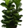 Vioolbladplant (Ficus Lyrata 'Bambino') D 20 H 50 Cm 2 Vioolbladplant (Ficus Lyrata 'Bambino') D 20 H 50 Cm -Tuinplanten Winkel 8717263128991