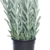Kruiskruid (Senecio 'Mount Everest') D 17 H 45 Cm -Tuinplanten Winkel 8717263129035 1 1