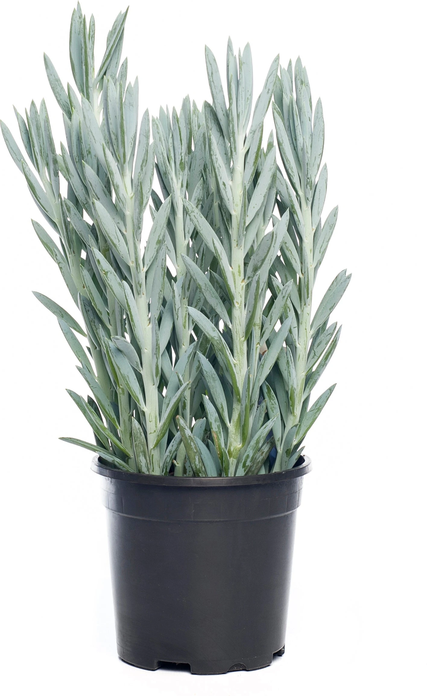 Kruiskruid (Senecio 'Mount Everest') D 17 H 45 Cm 3 Kruiskruid (Senecio 'Mount Everest') D 17 H 45 Cm