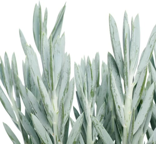 Kruiskruid (Senecio 'Mount Everest') D 17 H 45 Cm 5 Kruiskruid (Senecio 'Mount Everest') D 17 H 45 Cm -Tuinplanten Winkel 8717263129035 1 2