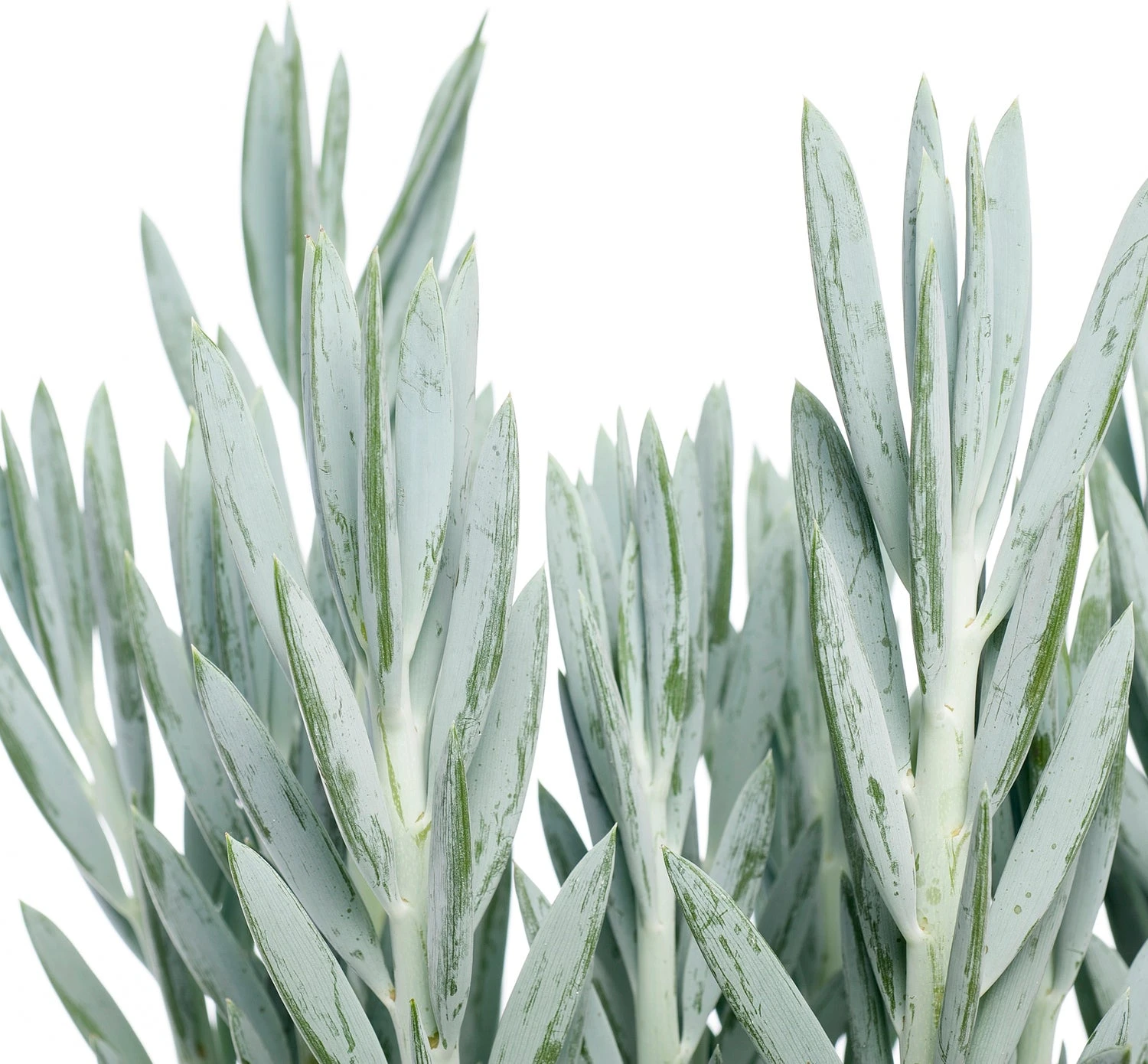 Kruiskruid (Senecio 'Mount Everest') D 17 H 45 Cm 4 Kruiskruid (Senecio 'Mount Everest') D 17 H 45 Cm - Afbeelding 2