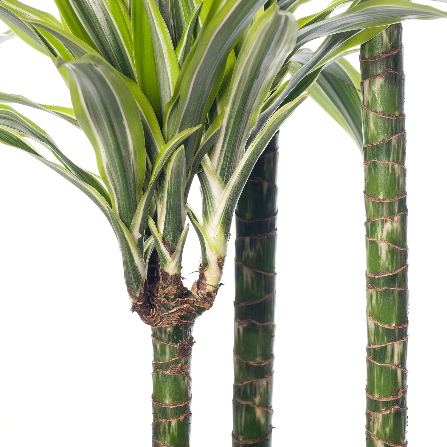 Drakenbloedboom (Dracaena Fragrans (D) 'Lemon Lime') D 24 H 140 Cm 4 Drakenbloedboom (Dracaena Fragrans (D) 'Lemon Lime') D 24 H 140 Cm - Afbeelding 2
