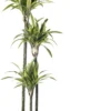 Drakenbloedboom (Dracaena Fragrans (D) 'Lemon Lime') D 24 H 140 Cm