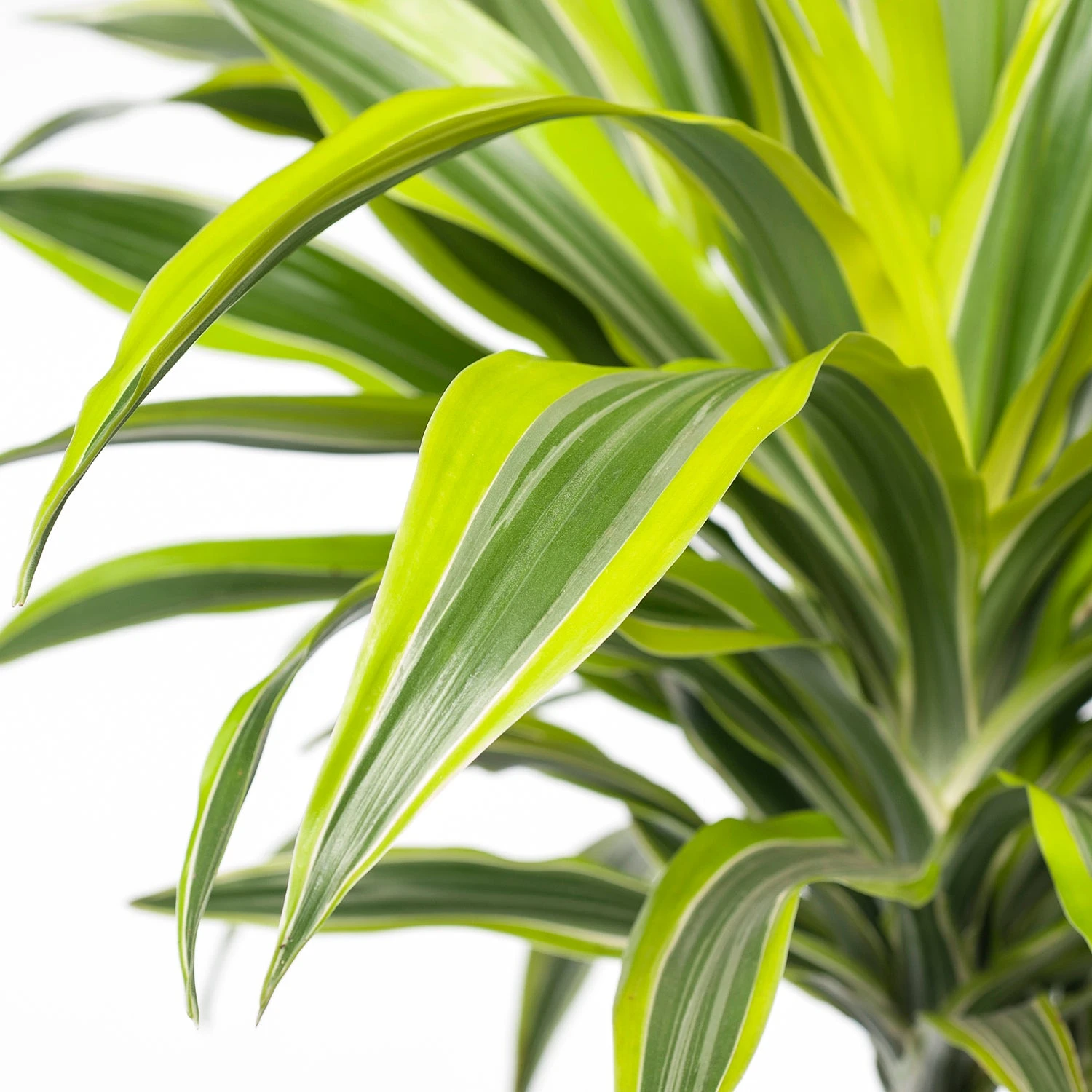 Drakenbloedboom (Dracaena Fragrans (D) 'Lemon Lime') D 19 H 90 Cm 4 Drakenbloedboom (Dracaena Fragrans (D) 'Lemon Lime') D 19 H 90 Cm - Afbeelding 2