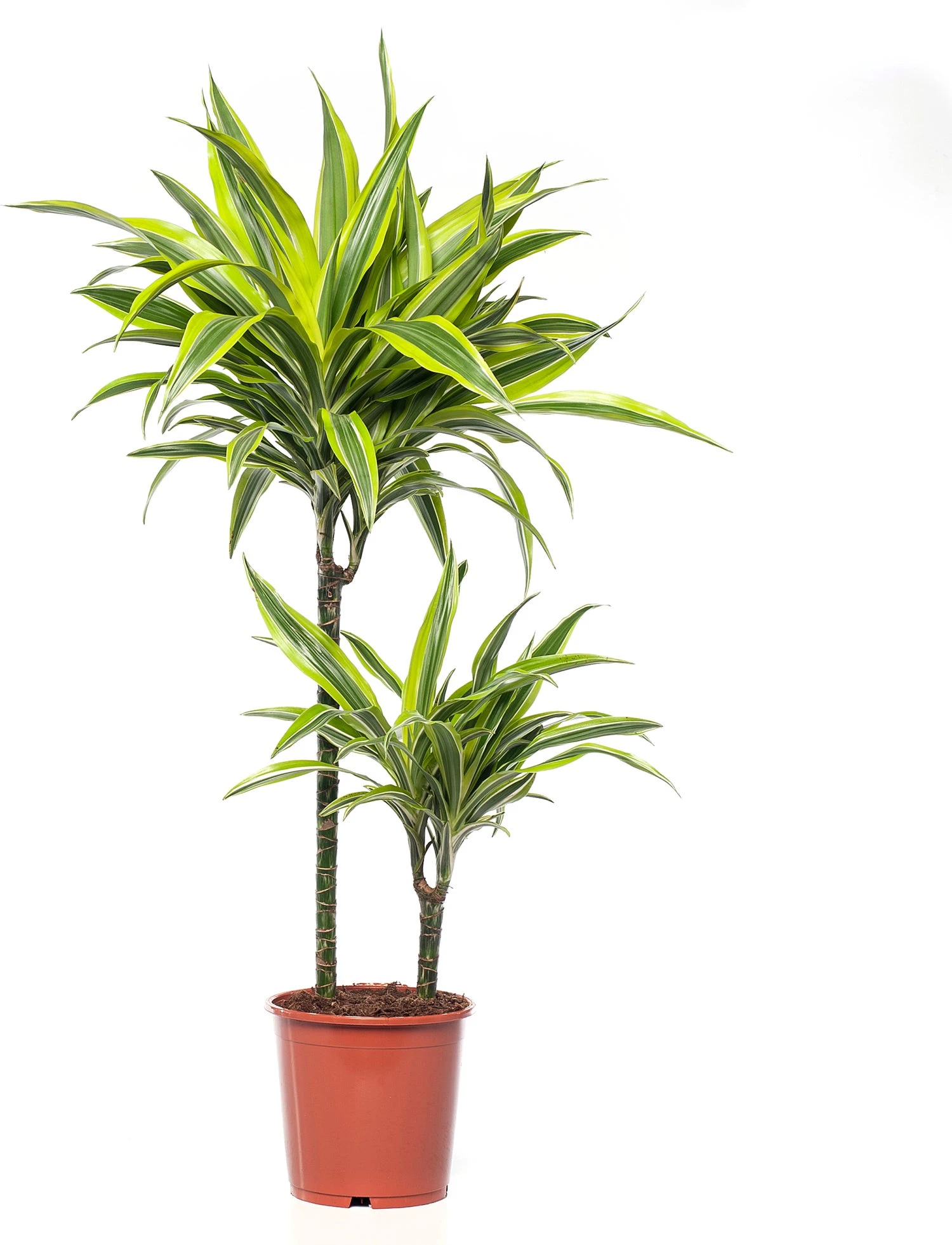 Drakenbloedboom (Dracaena Fragrans (D) 'Lemon Lime') D 19 H 90 Cm 3 Drakenbloedboom (Dracaena Fragrans (D) 'Lemon Lime') D 19 H 90 Cm