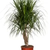Drakenbloedboom (Dracaena Marginata) D 27 Cm 1 Drakenbloedboom (Dracaena Marginata) D 27 Cm -Tuinplanten Winkel 8717263129295 1