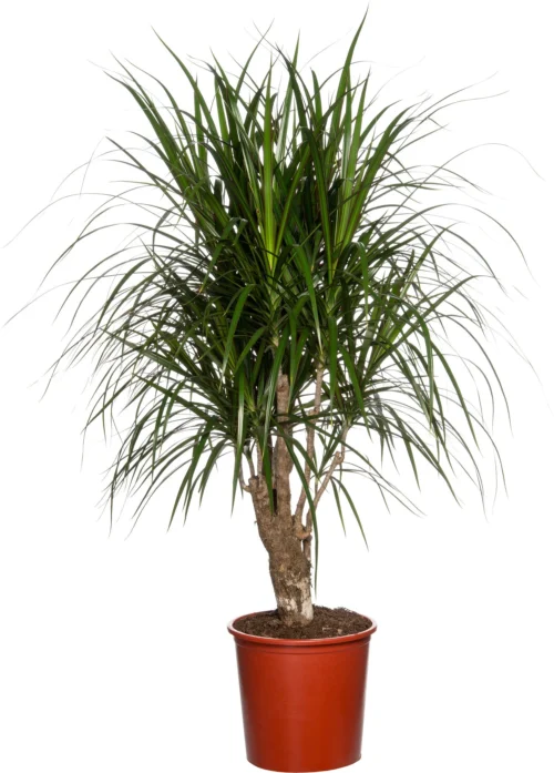 Drakenbloedboom (Dracaena Marginata) D 27 Cm