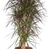 Drakenbloedboom (Dracaena Marginata) D 32 H 150 Cm -Tuinplanten Winkel 8717263129301