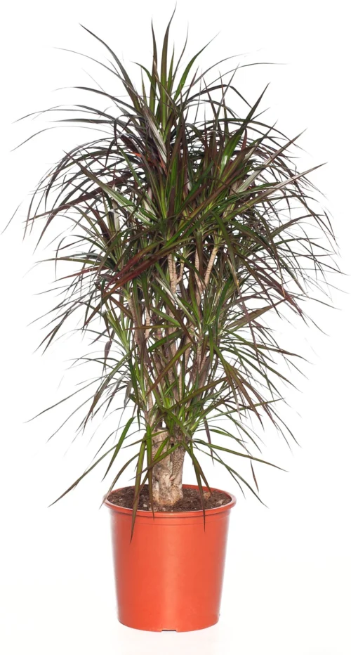 Drakenbloedboom (Dracaena Marginata) D 32 H 150 Cm