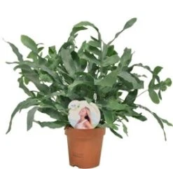 Blauwvaren (Phlebodium Aureum 'Blue Star') D 12 H 35 Cm