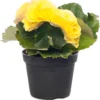 Begonia (Begonia Elatior 'Rebecca') D 14 H 30 Cm 2 Begonia (Begonia Elatior 'Rebecca') D 14 H 30 Cm -Tuinplanten Winkel 8717263131564 3 1