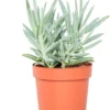 Kruiskruid (Senecio 'Mount Everest') D 12 H 24 Cm -Tuinplanten Winkel 8717263132592 1 1