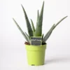 Aloë (Aloë Vera) D 12 H 35 Cm -Tuinplanten Winkel 8717263133032 1