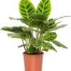 Calathea (Calathea Zebrina) D 14 H 50 Cm 1 Calathea (Calathea Zebrina) D 14 H 50 Cm -Tuinplanten Winkel 8717263133711 1