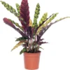 Calathea (Calathea Lancifolia 'Insigne') D 14 H 50 Cm -Tuinplanten Winkel 8717263134503