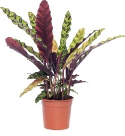Calathea (Calathea Lancifolia 'Insigne') D 14 H 50 Cm