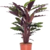 Calathea (Calathea Rufibarba 'Wavestar') D 14 H 40 Cm 2 Calathea (Calathea Rufibarba 'Wavestar') D 14 H 40 Cm -Tuinplanten Winkel 8717263134527