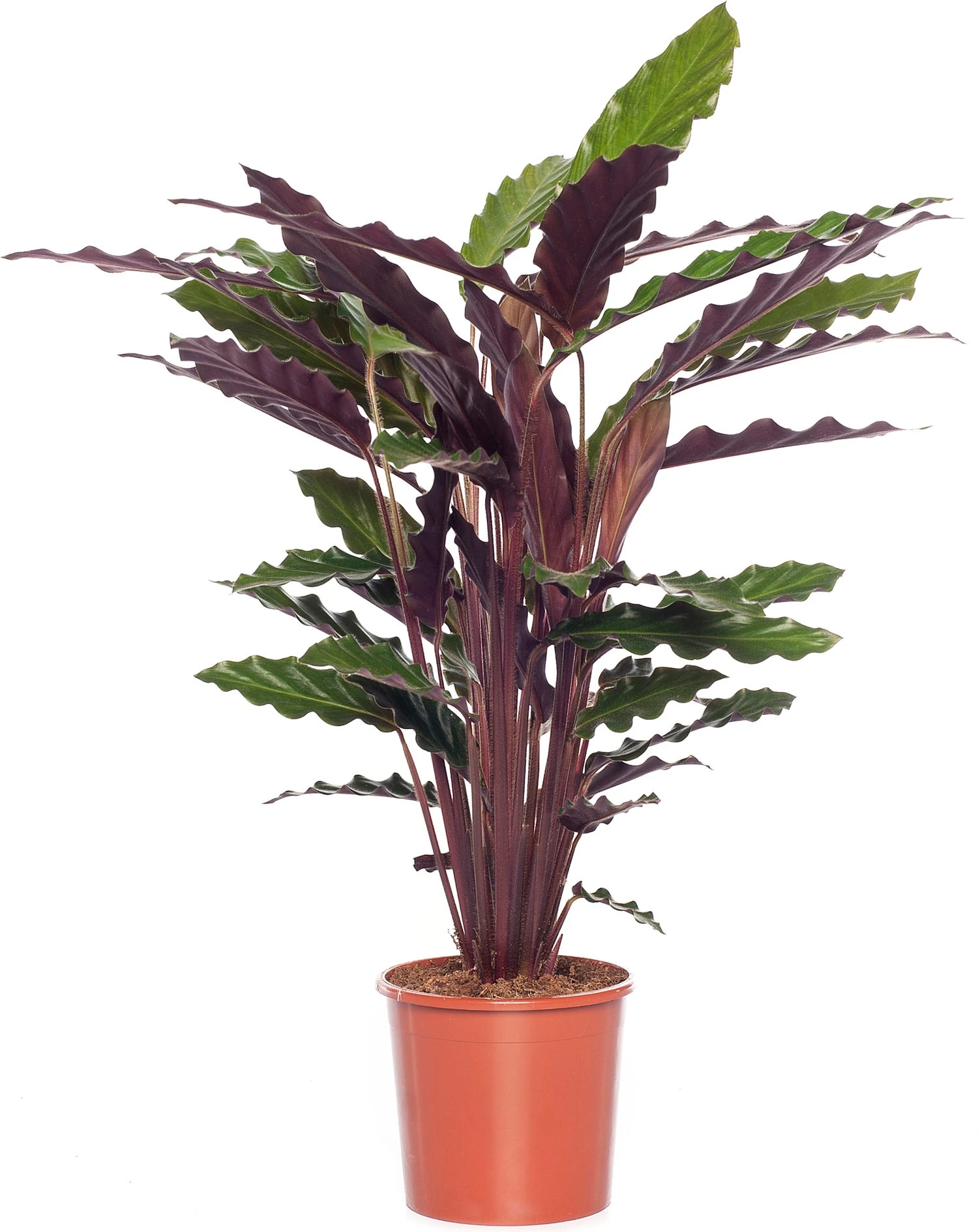 Calathea (Calathea Rufibarba 'Wavestar') D 14 H 40 Cm 3 Calathea (Calathea Rufibarba 'Wavestar') D 14 H 40 Cm