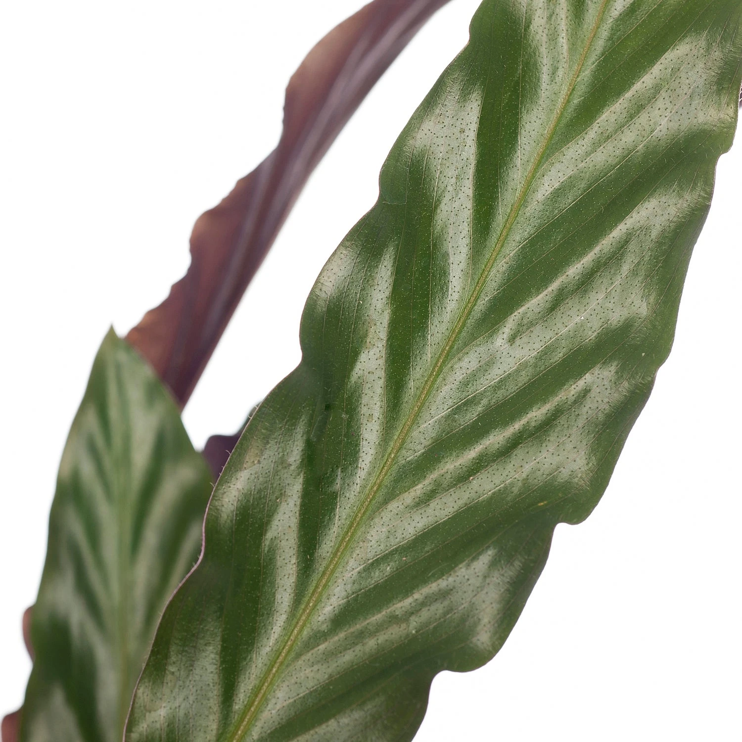 Calathea (Calathea Rufibarba 'Wavestar') D 14 H 40 Cm 4 Calathea (Calathea Rufibarba 'Wavestar') D 14 H 40 Cm - Afbeelding 2