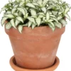 Mozaiekplant (Fittonia 'White Forest Flame') D 12 H 18 Cm -Tuinplanten Winkel 8717263134756