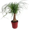 Olifantenpoot (Beaucarnea 'Maya Palm') D 19 H 60 Cm 1 Olifantenpoot (Beaucarnea 'Maya Palm') D 19 H 60 Cm -Tuinplanten Winkel 8717263134923 1