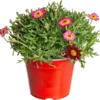 Struikmargriet (Argyranthemum Frutescens) Rood D 14 H 25 Cm -Tuinplanten Winkel 8717263218265
