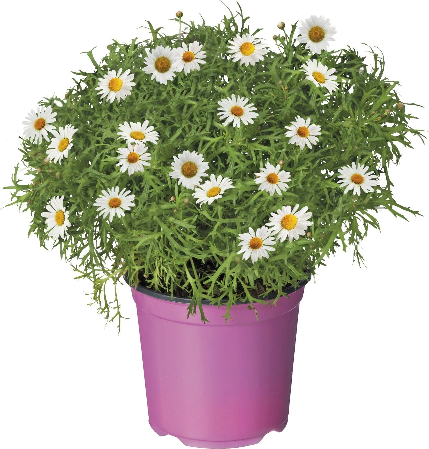 Struikmargriet (Argyranthemum Frutescens) D 18 H 50 Cm 3 Struikmargriet (Argyranthemum Frutescens) D 18 H 50 Cm