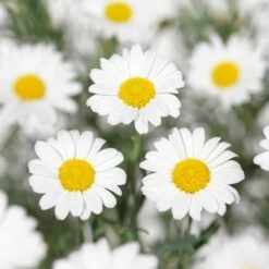 Struikmargriet (Argyranthemum Frutescens) D 18 H 50 Cm 5 Struikmargriet (Argyranthemum Frutescens) D 18 H 50 Cm -Tuinplanten Winkel 8717263218302 2