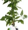 Doornloze Braam (Rubus Fruticosus 'Black Satin') D 19 H 55 Cm 2 Doornloze Braam (Rubus Fruticosus 'Black Satin') D 19 H 55 Cm -Tuinplanten Winkel 8717263228783 1