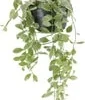 Dubbeltjesplant In Hangpot (Dischidia 'Oiantha Variegata') D 14 H 35 Cm -Tuinplanten Winkel 8717263247043