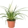 Tillandsia (Tillandsia Cyanea 'Biachini') D 9 H 25 Cm -Tuinplanten Winkel 8717263247548