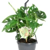 Gatenplant In Hangpot (Monstera 'Monkey Leaf') D 15 H 30 Cm -Tuinplanten Winkel 8717263248330 1 1