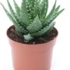 Aloe (Aloe Melanacantha 'Jaws') D 12 H 15 Cm -Tuinplanten Winkel 8717263248965