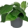Philodendron (Philodendron Scandens) D 12 H 15 Cm 2 Philodendron (Philodendron Scandens) D 12 H 15 Cm -Tuinplanten Winkel 8717263250265
