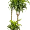Drakenbloedboom (Dracaena Fragrans (D) 'Lemon Surprise') D 24 H 130 Cm -Tuinplanten Winkel 8717263250876 1 scaled
