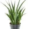 Vrouwentong (Sansevieria Kirkii 'Friends') D 12 H 37 Cm 1 Vrouwentong (Sansevieria Kirkii 'Friends') D 12 H 37 Cm -Tuinplanten Winkel 8717263251057