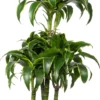 Drakenbloedboom (Dracaena Fragrans (C) ' Dorado') D 21 H 100 Cm 2 Drakenbloedboom (Dracaena Fragrans (C) ' Dorado') D 21 H 100 Cm -Tuinplanten Winkel 8717263251828 scaled