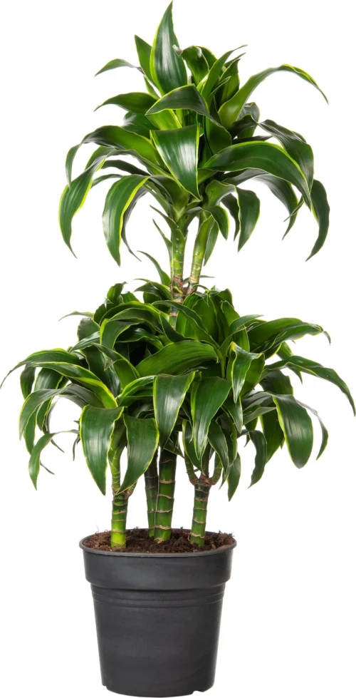 Drakenbloedboom (Dracaena Fragrans (C) ' Dorado') D 21 H 100 Cm